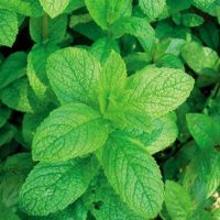 Menthe bio 50g