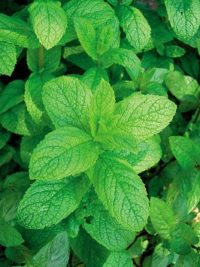 Menthe bio 50g