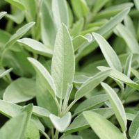 Sauge Officinale 100g