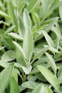 Sauge Officinale 100g