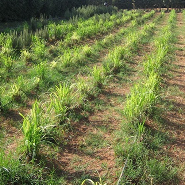 Citronnelle bio 100g