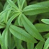 Verveine bio 50g – Image 2